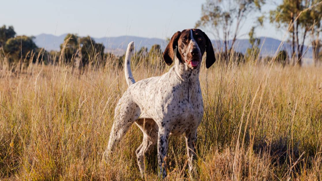 Black Hawk High Meat Dog Food Range hero image