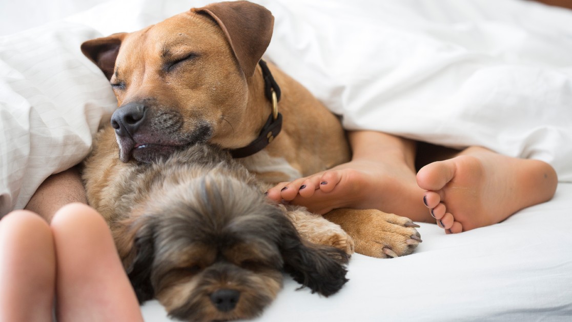 The Real Food Movement enters New Zealand hero image