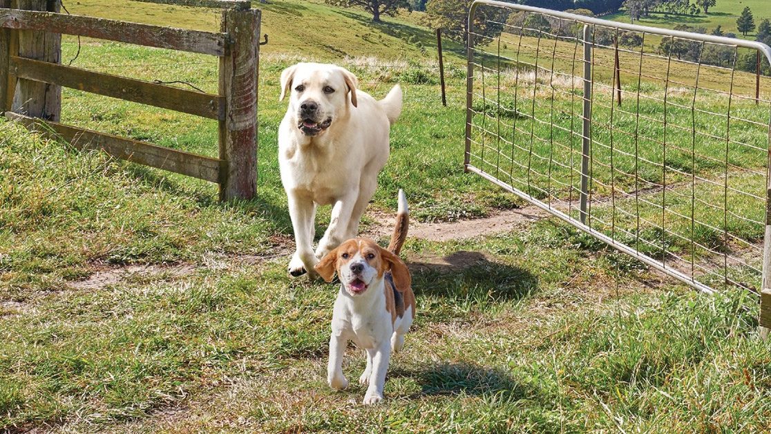 Black Hawk Dog Food for Functional Needs hero image